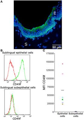 Adjuvanting Allergen Extracts for Sublingual Immunotherapy: Calcitriol Downregulates CXCL8 Production in Primary Sublingual Epithelial Cells